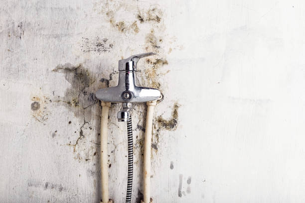 Best Post-Flood Mold Remediation in Hodgkins, IL