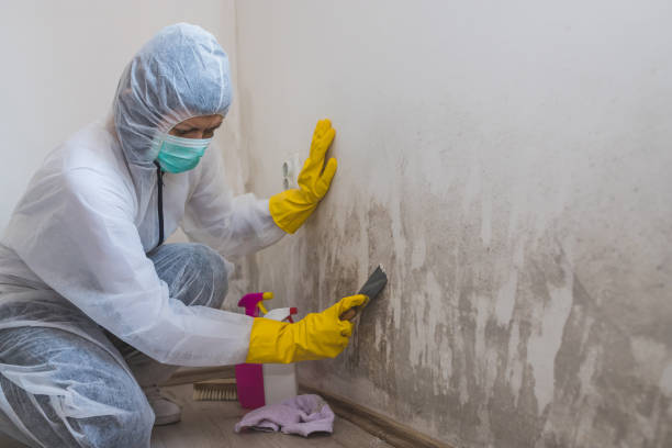Best Emergency Mold Remediation in Hodgkins, IL
