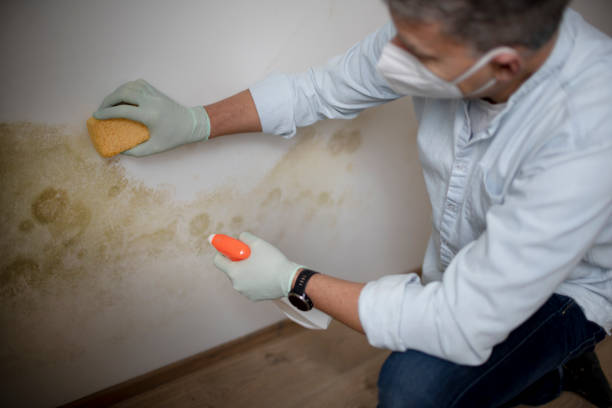 Best DIY Mold Remediation Support Services in Hodgkins, IL