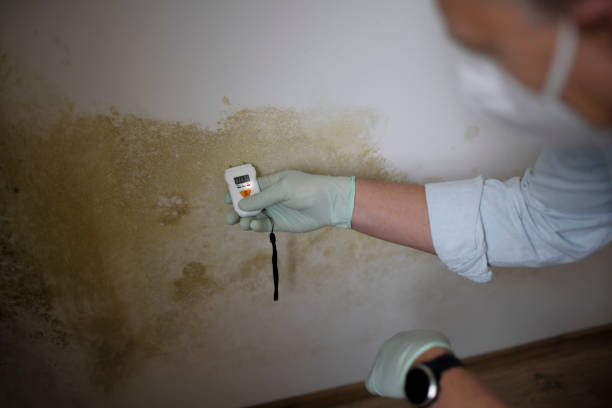 Best Black Mold Remediation in Hodgkins, IL