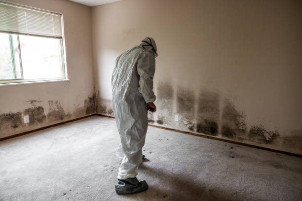 Best Black Mold Remediation in Hodgkins, IL