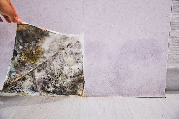 Best Commercial Mold Remediation in Hodgkins, IL